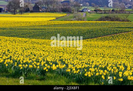 KINNEFF STONEHAVEN IN SCOZIA, FATTORIE E CAMPI DI NARCISI ALL'INIZIO DELLA PRIMAVERA Foto Stock