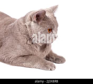 Ritratto laterale primo piano viso-muso gatto scozzese perfetto con occhi arancioni su sfondo bianco, immagine isolata, bellissimi gatti domestici, gatti dentro Foto Stock