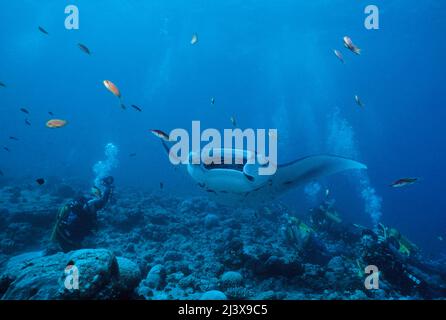 Un gruppo di subacquei che guarda il raggio gigante di manta oceanica o il raggio gigante di manta (Manta birostris), con bocca aperta, atollo di Ari, Maldive, Oceano Indiano, Asia Foto Stock