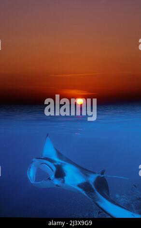 Immagine divisa, tramonto e manta-ray gigante oceanico o manta-ray gigante (Manta birostris), in acque blu, atollo di Ari, Maldive, Oceano Indiano, Asia Foto Stock