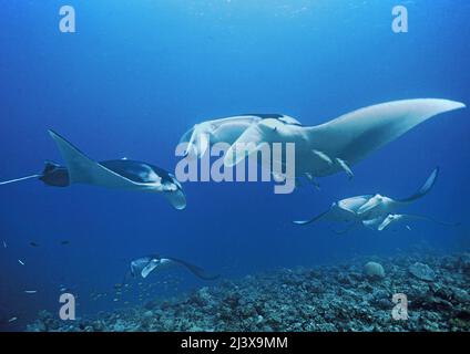 Un gruppo di manta ray oceanica gigante o manta gigante (Manta birostris), con remore (Echeneis naucrates), Ari Atoll, Maldive, Oceano Indiano, Asia Foto Stock