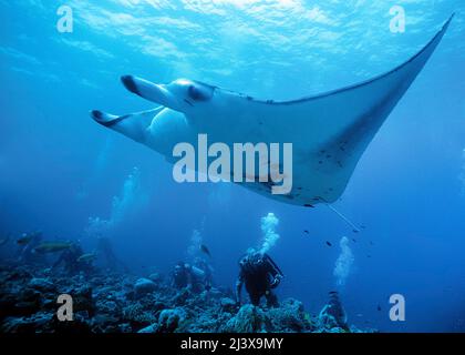 Un gruppo subacquei che guarda il raggio gigante di manta oceanica o il raggio gigante di manta (Manta birostris), Ari Atoll, Maldive, Oceano Indiano, Asia Foto Stock