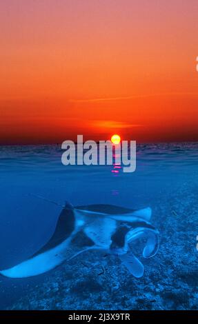 Immagine divisa, tramonto e manta-ray gigante oceanico o manta-ray gigante (Manta birostris), in acque blu, atollo di Ari, Maldive, Oceano Indiano, Asia Foto Stock