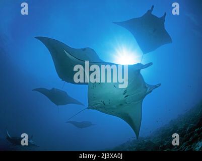 Un gruppo di manta ray oceanica gigante o manta gigante (Manta birostris), con remore (Echeneis naucrates), Ari Atoll, Maldive, Oceano Indiano, Asia Foto Stock