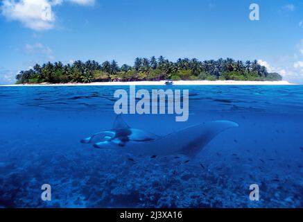 Immagine divisa, isola delle maldive e Manta ray oceanico gigante o Manta ray gigante (Manta birostris), in acque blu, Ari Atoll, Maldive, Oceano Indiano, Asia Foto Stock