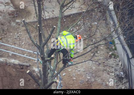 Chirurgo dell'albero che lavora in un albero Foto Stock