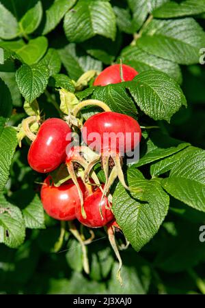 Abbondanza di fianchi o rose di rosa dai colori vivaci, chiamati anche fienca di rosa e rosa, da rose di cane selvatico, anche chiamato Rosa canina. Foto Stock