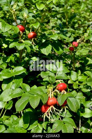 Abbondanza di fianchi o rose di rosa dai colori vivaci, chiamati anche fienca di rosa e rosa, da rose di cane selvatico, anche chiamato Rosa canina. Foto Stock