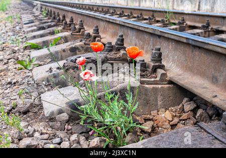 Fiori di papavero rosso che crescono alla stazione ferroviaria accanto alla ferrovia Foto Stock