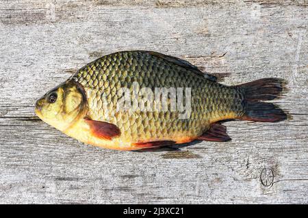 Carpa di pesce di acqua dolce pescata in tensione su un asse di legno Foto Stock