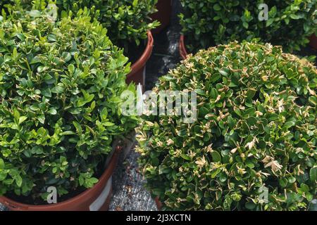 Giovane buxus sempervirens deco palla in giardino vivaio centro. Scatola Ornametal pianta o legno di bosso in vasi di fiori. Primavera. Primo piano, messa a fuoco selettiva Foto Stock