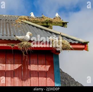 Kittiwake rissa tridactyla a nidi sul tetto di un magazzino nel villaggio di A nelle Isole Lofoten Norvegia Foto Stock