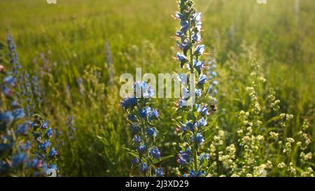 L'ape raccoglie il polline da bluebells blu. Creativa. Bel prato soleggiato con fiori in fiore e insetti. Ape vola da campane blu in estate soleggiata Foto Stock