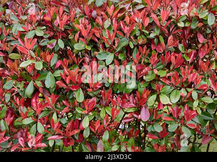 Photinia ' Red Robin ' P x fraseri noto anche come la bacca di Natale fa una pianta di copertura attraente con la sua nuova crescita rosso lucido - UK Foto Stock