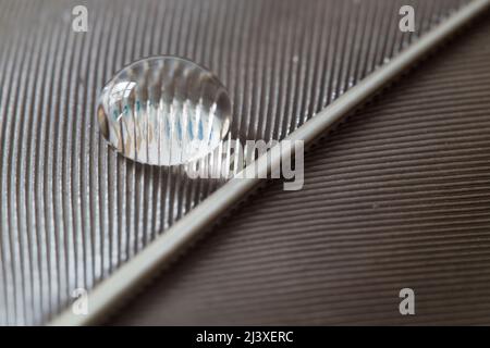 FEDER mit Wassertropfen Foto Stock