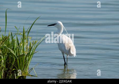 Piccolo uccello di egretta (Egretta garzetta) in piedi in un lago blu. Foto Stock