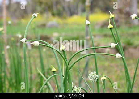 primo piano il mazzo di cipolle verdi mature piante con semi che crescono in azienda su sfondo verde marrone fuori fuoco. Foto Stock