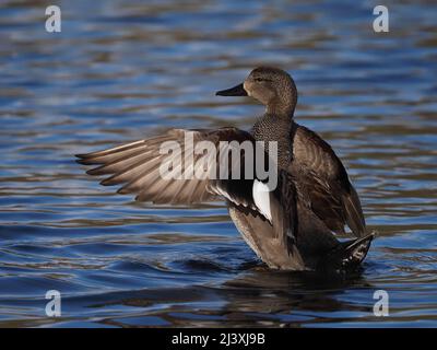 Drake ala gadwall che si estende su un lago vicino Warrington. Foto Stock