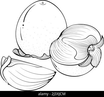 La vita morta di tutta l'arte della linea di Persimmons a fette Illustrazione Vettoriale