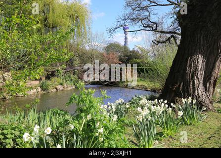 Primavera nei Queen Marys Gardens di Regents Park, nel centro di Londra, Regno Unito Foto Stock