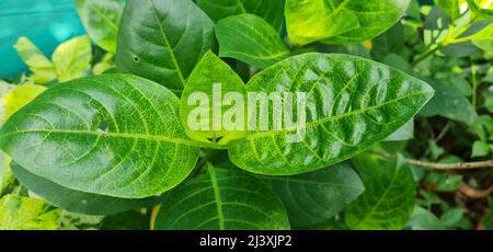 Foglie di vena gialla erantemo è un arbusto sempreverde notevole per il suo insolito verde velato cremoso giallo fogliame. Foto Stock