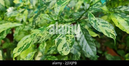 Lespedeza thunbergii foglie di latte versato. Questa pianta ha fogliame che è pesantemente e costantemente macchiato con grande, cremoso, fiocchi irregolari. L'att Foto Stock