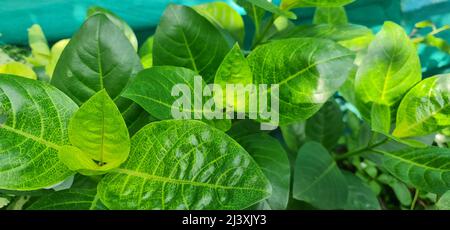 Foglie di vena gialla erantemo è un arbusto sempreverde notevole per il suo insolito verde velato cremoso giallo fogliame. Foto Stock