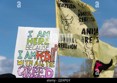 Estinzione i manifestanti della ribellione lanciano un periodo di disgregazione civile a Londra dal 9 aprile 2022. Bandiere di targhetta, avidità e ribellione animale Foto Stock