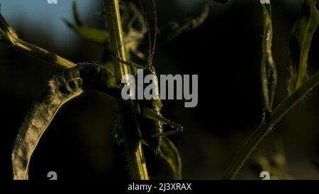 Il mantis.Creative.A verde grande grasshopper con whisker lungo e sottile enorme seduto nell'erba su cui si fonde di colore. Foto Stock