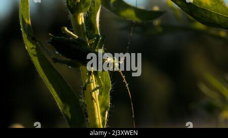 Il mantis.Creative.A verde grande grasshopper con whisker lungo e sottile enorme seduto nell'erba su cui si fonde di colore. Foto Stock