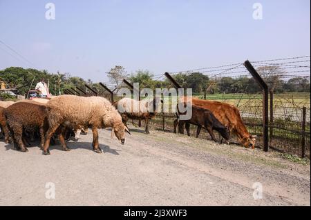 Un pastore con la sua mucca e agnelli accanto al confine internazionale India-Bangladesh. Si stima che decine di migliaia di bovini vengano contrabbandati in Bangladesh ogni anno attraverso il confine India-Bangladesh di 2.216 km nel Bengala occidentale. India. Foto Stock