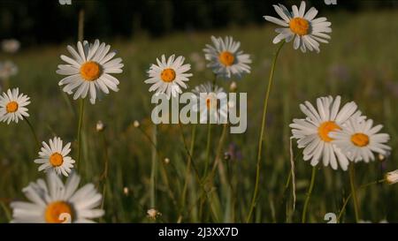 Le mani del bambino tengono le margherite nel campo. Creativa. Primo piano di ragazzo che tiene bouquet di fiori estivi con petali bianchi e germoglio giallo. Foto Stock