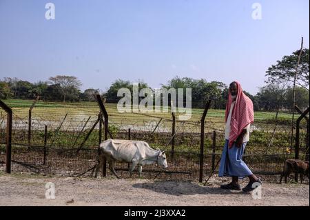 Un pastore con la sua mucca e agnelli accanto al confine internazionale India-Bangladesh. Si stima che decine di migliaia di bovini vengano contrabbandati in Bangladesh ogni anno attraverso il confine India-Bangladesh di 2.216 km nel Bengala occidentale. India. Foto Stock