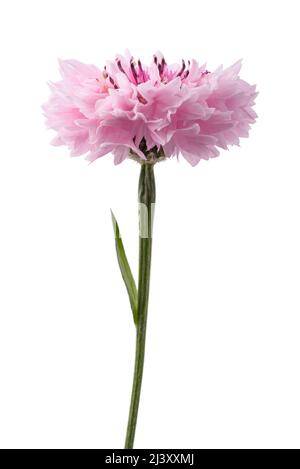 Fiordaliso rosa isolato su sfondo bianco Foto Stock