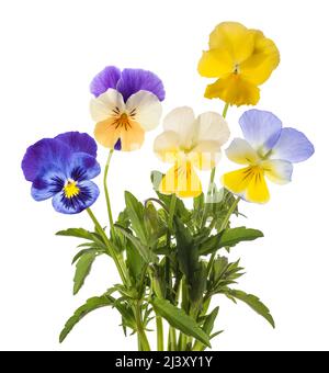 Fiori Pansy mix isolato su sfondo bianco Foto Stock