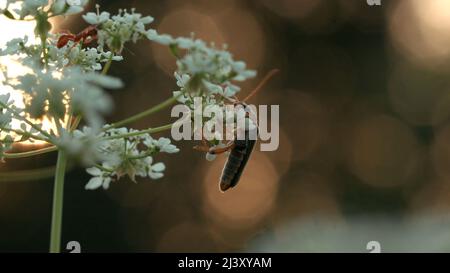 Primo piano di una formica o di un bug su un fiore bianco prato su sfondo sfocato. Creativa. Piccola Insect nel campo estivo, vista macro. Foto Stock