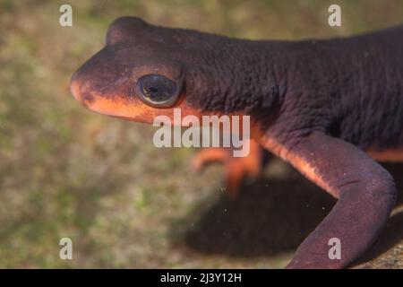 Un novello dalle decorazioni rosse (Taricha rivularis) sott'acqua in un piccolo ruscello nella California settentrionale. Foto Stock