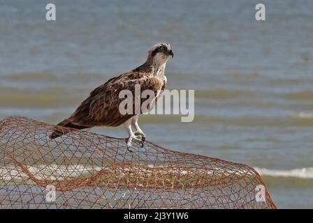 Osprey (Pandion haliaetus haliaetus) immaturo arroccato sulla rete di pesca Mar Arabico, Oman Dicembre Foto Stock