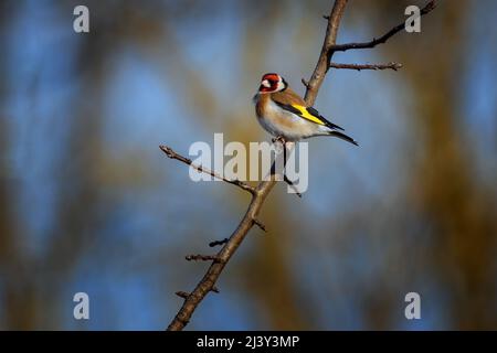 Il fingoldfinch europeo o semplicemente il fingoldfinch è un piccolo uccello passerino della famiglia del finch Foto Stock