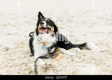 Border Collie on Beach con Fedora Foto Stock