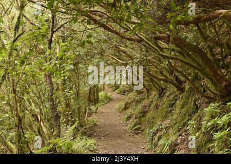 Sentiero escursionistico attraverso la foresta di alloro nel Parco Rurale di Anaga, a nord-est di Tenerife Isole Canarie Spagna. Foto Stock