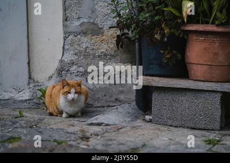 Un gatto rosso parassita vicino ad una panchina sulla strada. Foto Stock
