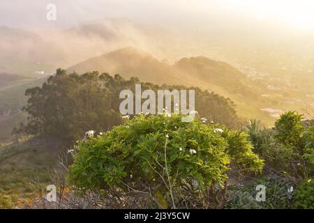 Nebbia che si forma nella valle di Las Mercedes al tramonto, a nord-est di Tenerife Isole Canarie Spagna. Vista dal Mirador de Jardina. Foto Stock