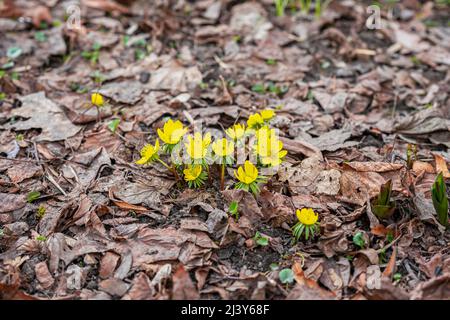 Eranththis. Primi primati gialli luminosi tra foglie cadute in foresta. Concetto di stagioni, tempo, primavera Foto Stock