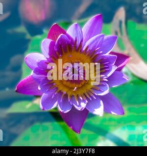 Primo piano Macro foto di viola, rosa, blu, giglio d'acqua, fiore acquatico, Nymphaea nouchali, Nymphaea stellata sullo Stagno Foto Stock