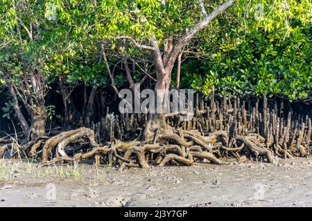 Rete di radice esposta di albero di Mangrove nel terreno fangoso eroso della riva del fiume in Bangladesh Sundarbans Foto Stock