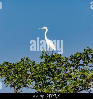 Bianco Grande egret, Ardea alba, uccello sulla cima di un albero in Bangladesh Sundarbans, foto quadrata Foto Stock