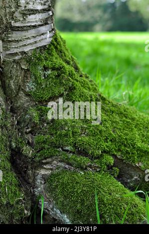 Muschio bagnato verde sulla corteccia dello spazio di copia dell'albero Foto Stock