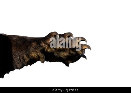 Paw di orso grande con artigli lunghi, affilati, forti Foto Stock