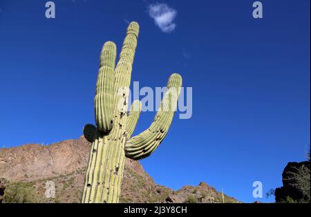 Cactus saguaro - Picacho Peak state Park, Arizona Foto Stock